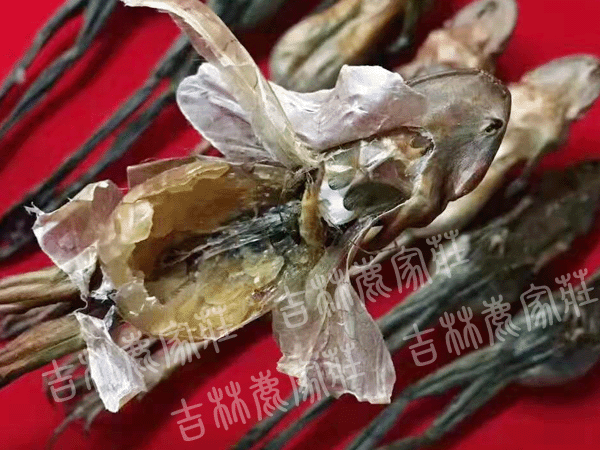 ����Ұ������/ѩ��