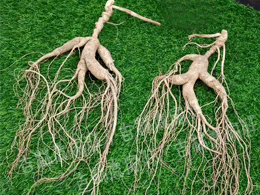 ����ɽ��Ұɽ��