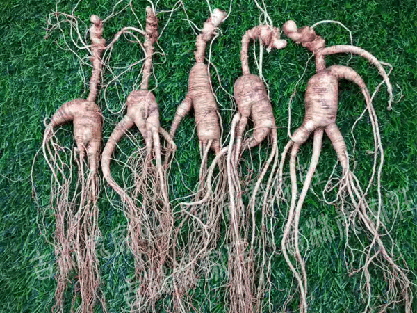 ����ɽ��Ұɽ��