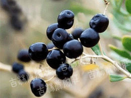 Ұ�������