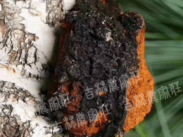 ����˹����������