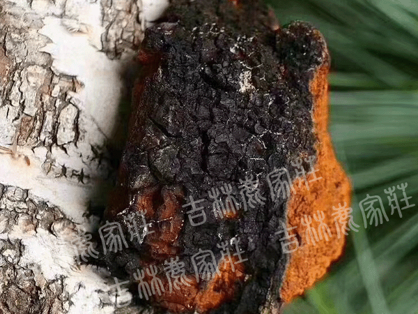 ����˹Ұ��������